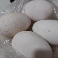 تخم قوغاز بزرگ نطفه دار