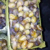 کنه زدن نخل