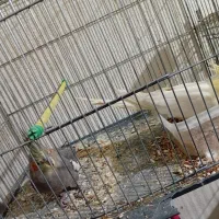 10جفت عروس هلندی