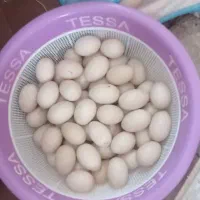 تخم مرغ و اردک