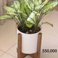 فروش گیاه اپارتمانی