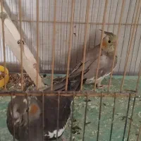 جوجه عروس هلندی دانه خور