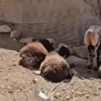 گوسفند