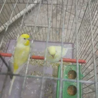 مرغ عشق رنگ خاص|پرنده|شهریار, شهرک بهاران (ویره)|دیوار