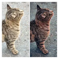 کریتور ادییت عکس و ویدیو طراحی بنر انجام میدم