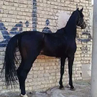 اسب نریان مشکی