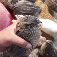بلدرچین زنده‌.نر.ماده.تخمگذار.گوشت بلدرچین|حیوانات مزرعه|اصفهان, کارلادان|دیوار