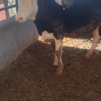 گوساله سیمینتال|حیوانات مزرعه|بیلوار, |دیوار