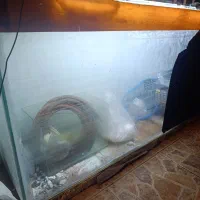 اکواریوم150*70*40|ماهی|چالوس, |دیوار