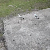 کبوتربلژیکی|پرنده|لاهیجان, آهندان|دیوار