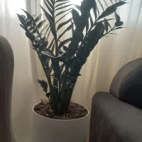 فروش گل زامفولیا مشکی بلک