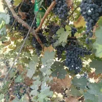 حراج انگور سیاه سردشت