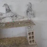 کرم نامور|پرنده|همدان, |دیوار