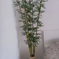 درختچه های بامبو وبنجامین