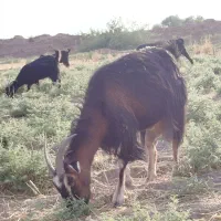 بز شیر وار
