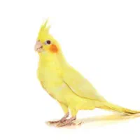 خرید انواع پرنده|پرنده|مهریز, |دیوار