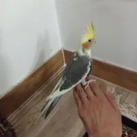 جوجه عروس هلندی