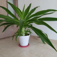 گل فروشی خانگی (اشک ملکه )