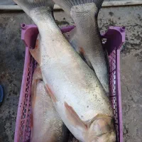 ماهی قزل آزاد تازه