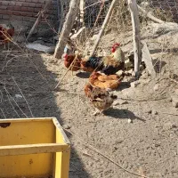 فروش مرغ تخم گذار|حیوانات مزرعه|نقده, |دیوار