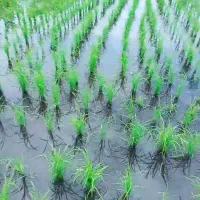 ۳۰۰۰متر زمین کشاورزی فروشی|فروش دفتر صنعتی، کشاورزی، تجاری|لیسار, |دیوار