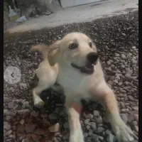 سگ اشتپتز معاوضه باچیزی که بدردم بخوره