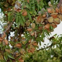 انواع نهال بادام