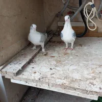 کفتر بلژیکی