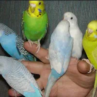 مرغ عشق پیدا شده