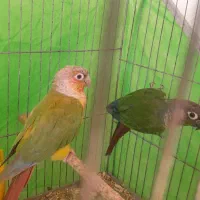 طوطی گرنچیک جفت|پرنده|خان ببین, |دیوار
