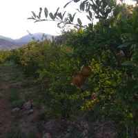 باغ در طارم . آستاکل بر جاده اصلی|فروش زمین و ملک کلنگی|طارم, |دیوار