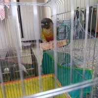 طوطی گرینچیک|پرنده|کرمان, |دیوار