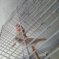 فنچ