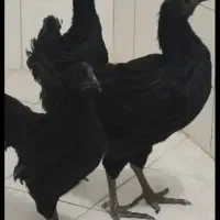 مرغ زینتی 5 ماهه|حیوانات مزرعه|جغتای, |دیوار