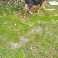 فروش سگ ژرمن شپرد