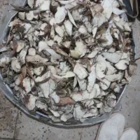 چغندر برای دامها|لوازم جانبی حیوانات|بروجرد, |دیوار