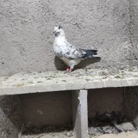 نر سوسکی شکار