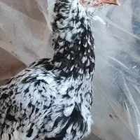 مرغ لاری چیل