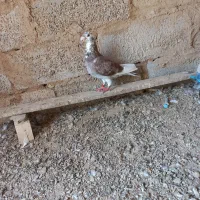 اهواز