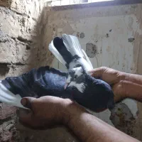 جفت ابلغ دهن جور .|پرنده|قم, زاویه|دیوار
