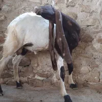 کهره نر