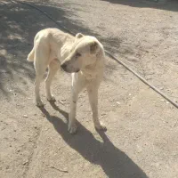 سگ نگهبان|سگ|نهبندان, |دیوار