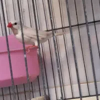 فنج کرواتی یا کراواتی|پرنده|قم, علی آباد سعدگان|دیوار