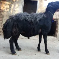 فروش قوچ سیاه اصیل|حیوانات مزرعه|صوفیان, |دیوار