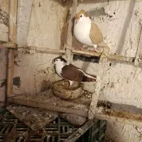 کبوتر جفتی کبوتر فروشی