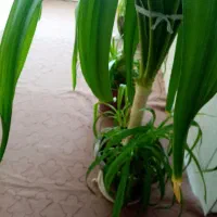 دو عدد گل ذرتی بزرگ|گل و گیاه طبیعی|مرودشت, نقش رستم|دیوار