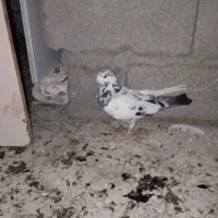 کفتر