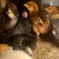 ساخت دستگاه جوجه کشی