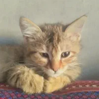 دخترای کوچولو|گربه|شیراز, سیلو|دیوار