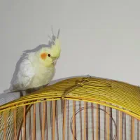 فروش عروس هلندی|پرنده|فولادشهر, C3|دیوار